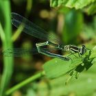 Die Libelle ruht sich auf dem Halm