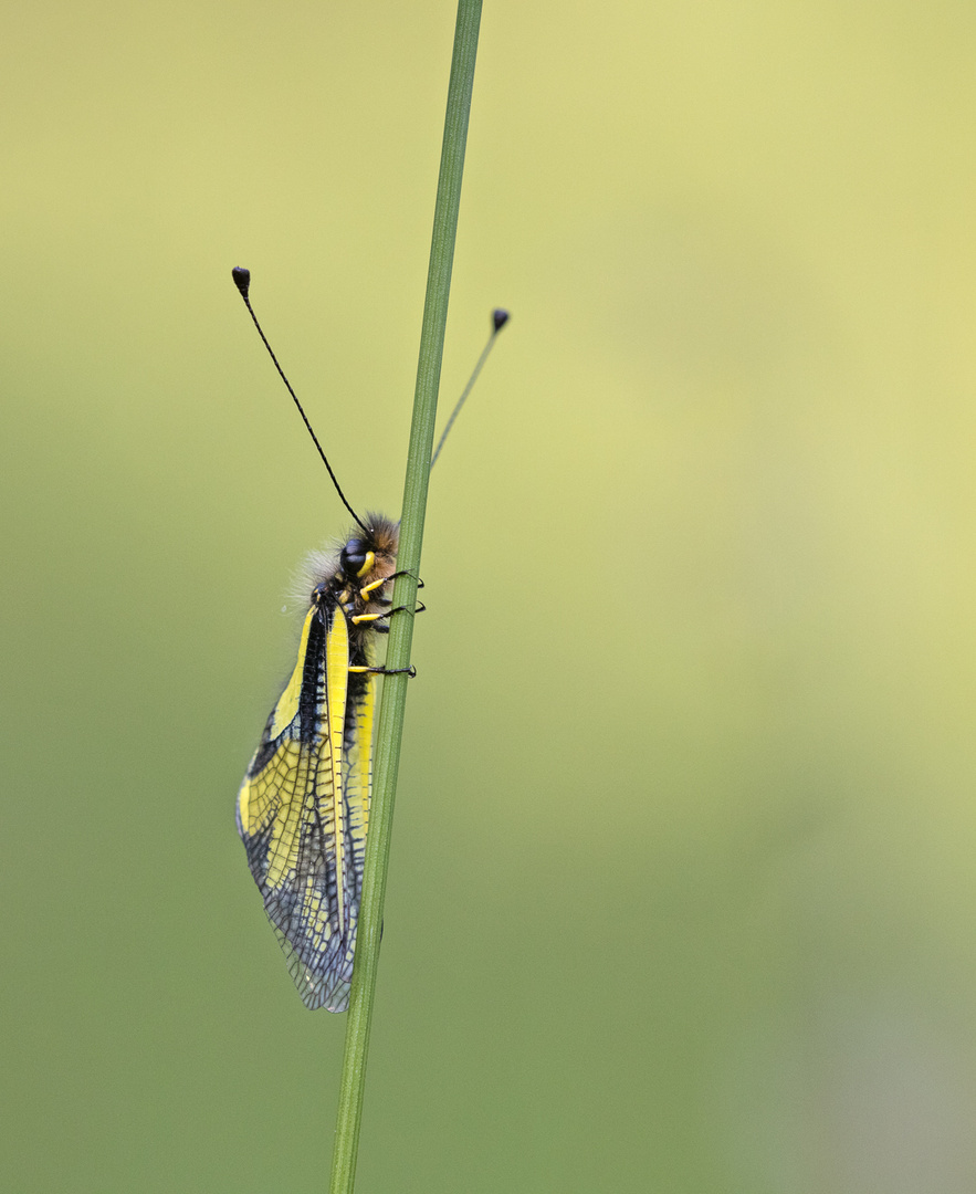 Die Libelle Schmetterlingshaft ...