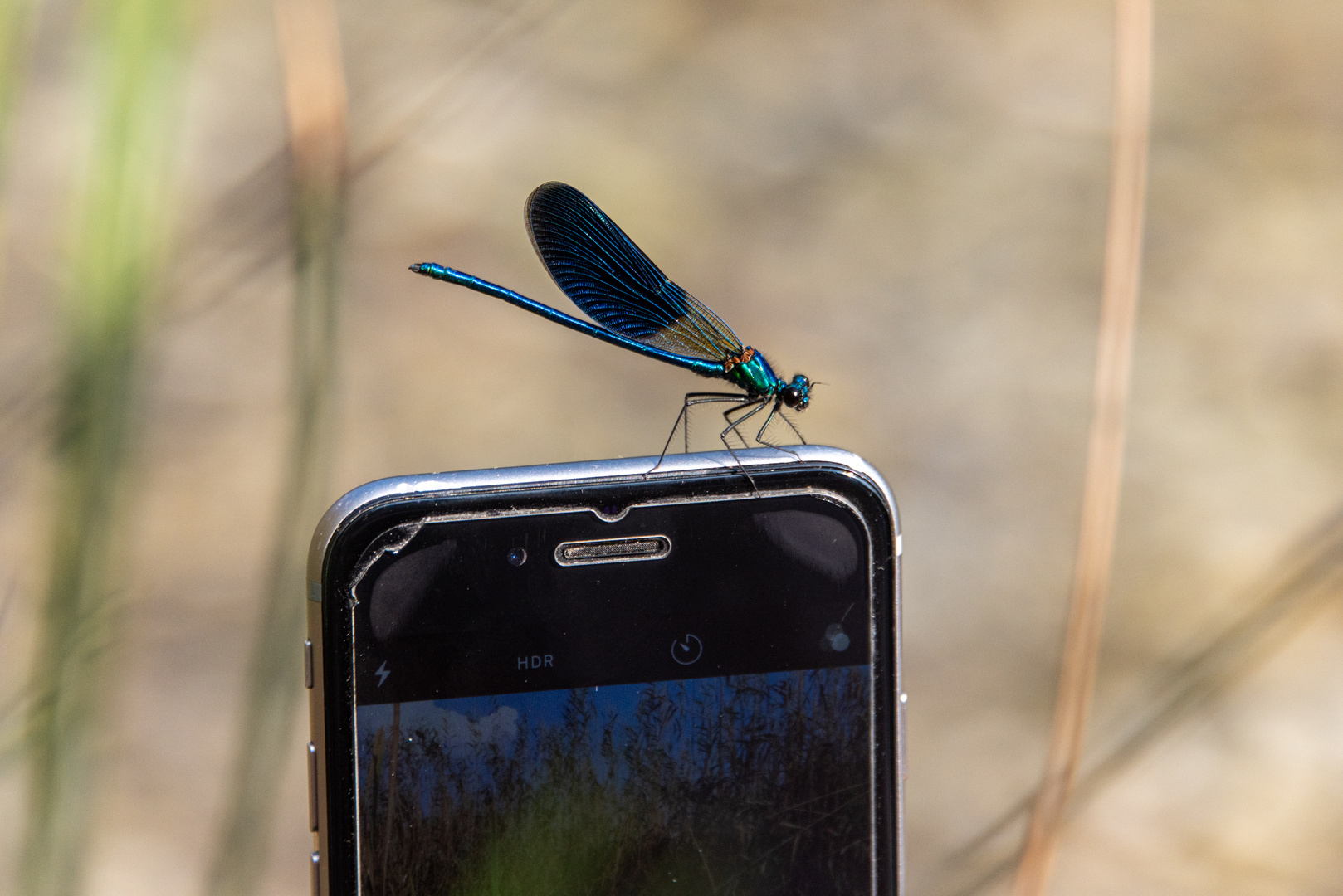 Die Libelle und das Smartphone