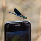 Die Libelle und das Smartphone