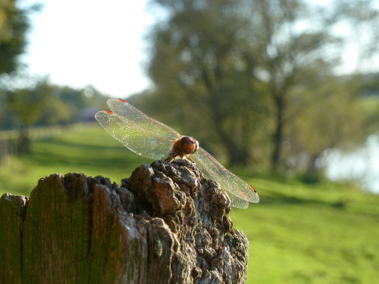 Die Libelle und das Sonnenlicht