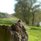 Die Libelle und das Sonnenlicht