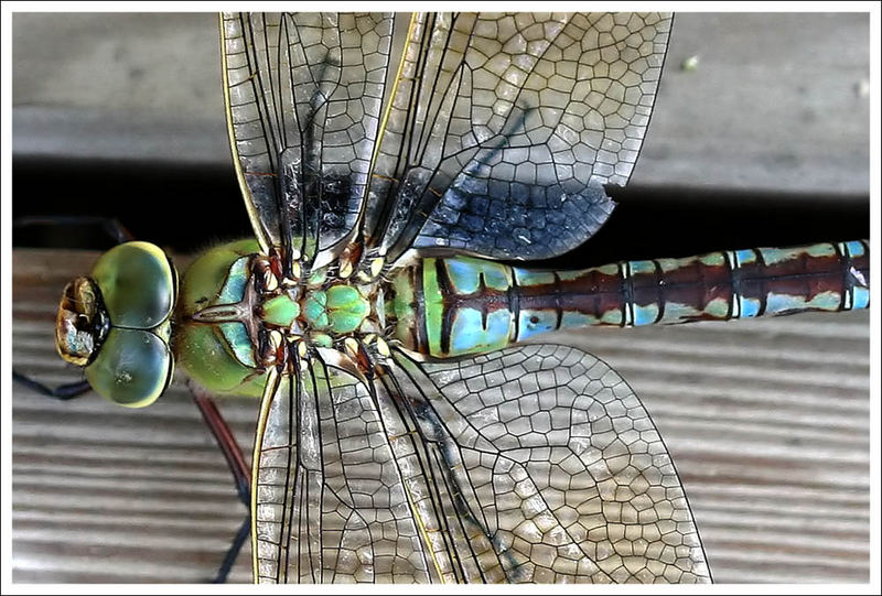 Die Libelle und der Lärchenrost (ZOOM)