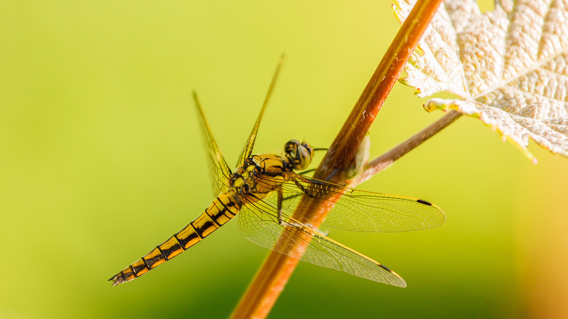 Die Libelle und der Wein