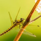 Die Libelle und der Wein