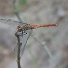 Die Libelle  und die Fotografien haben sich im Garten getroffen ,