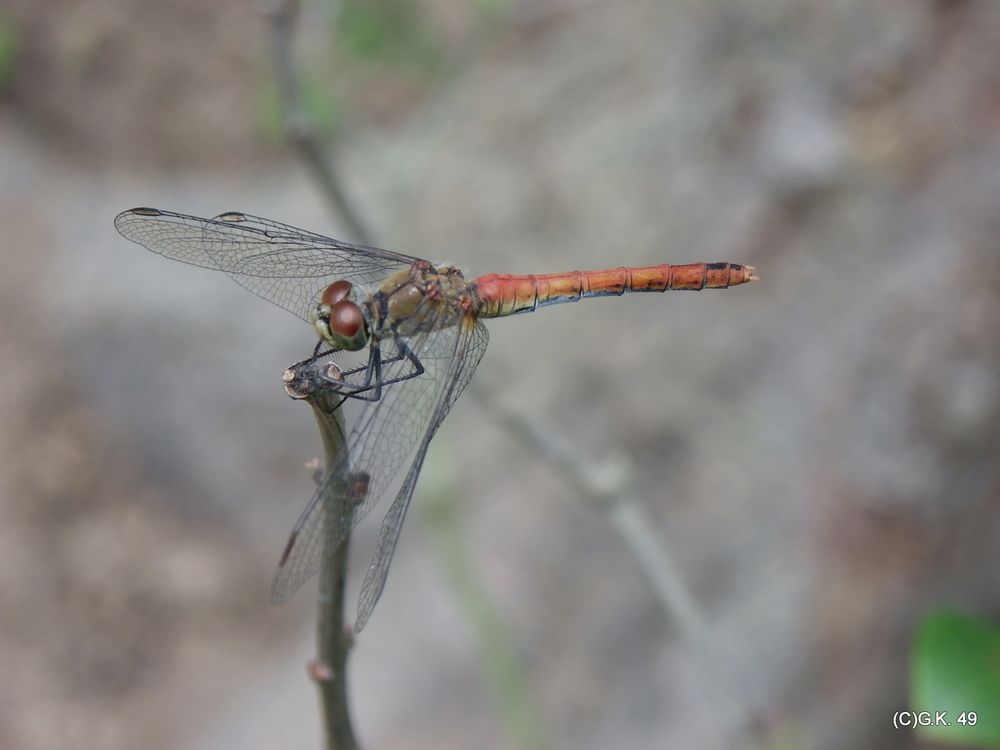 Die Libelle  und die Fotografien haben sich im Garten getroffen ,