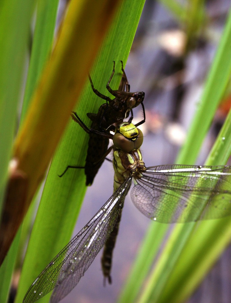 Die Libelle und ihr alter Körper