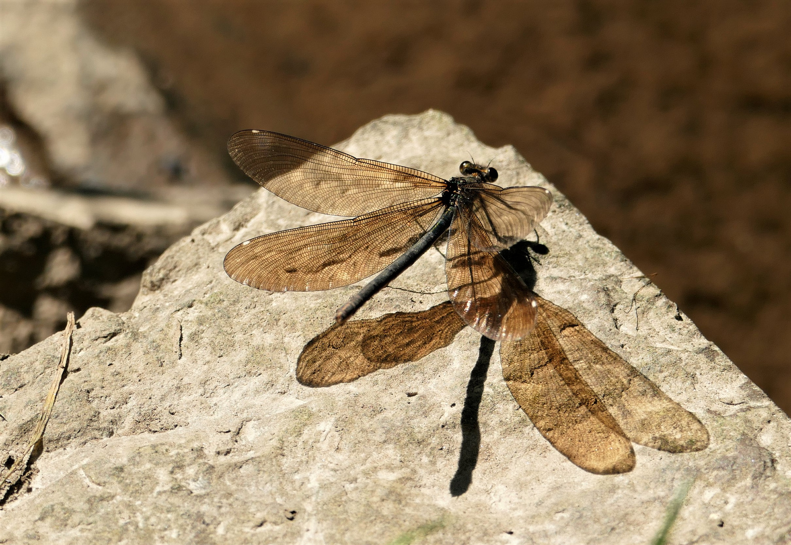 Die Libelle und ihr Schatten