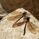 Die Libelle und ihr Schatten