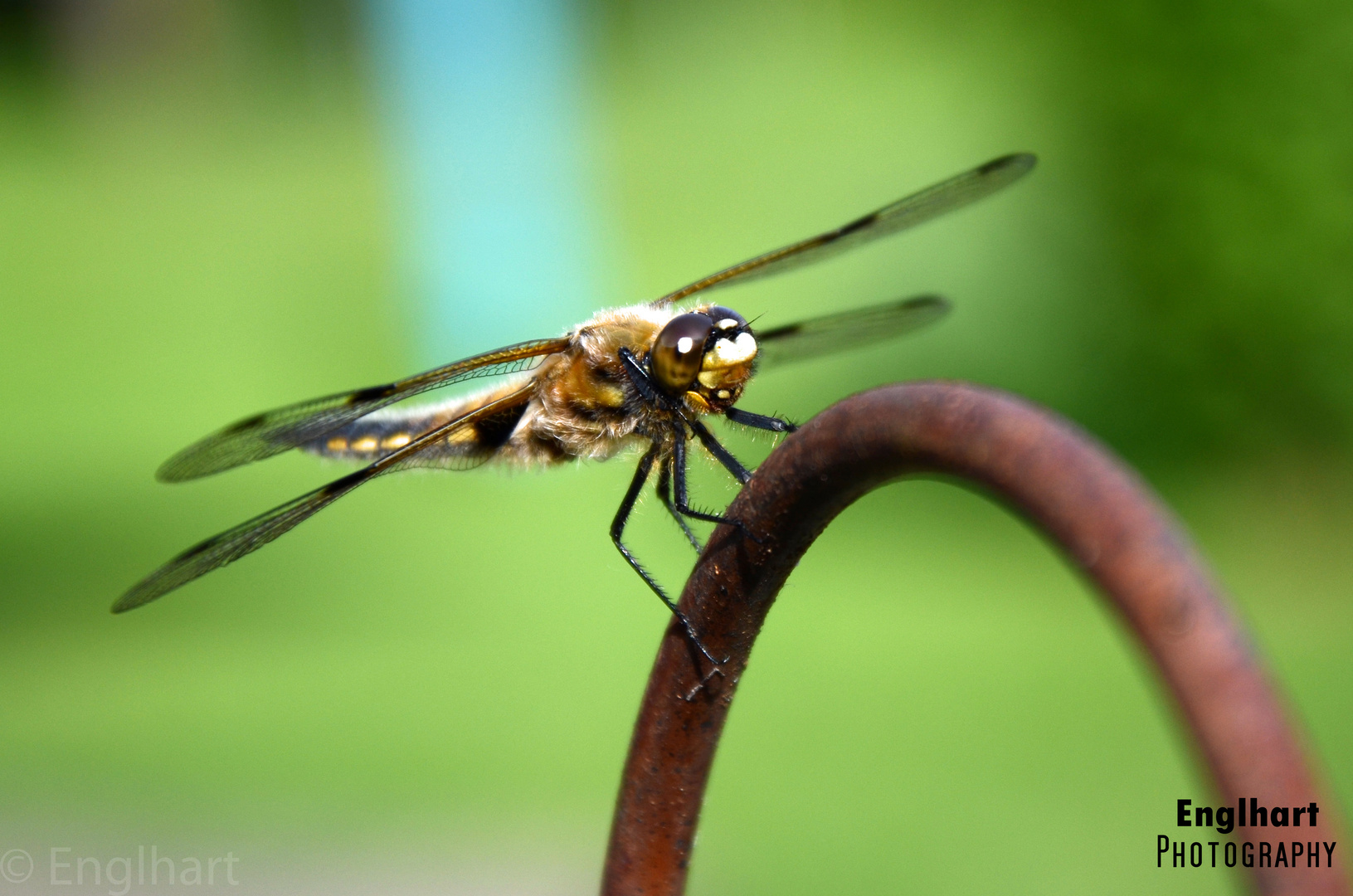 Die Libelle - Wunderwerk der Natur