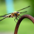 Die Libelle - Wunderwerk der Natur