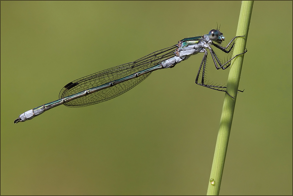 die libelle zum montag...