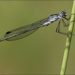 die libelle zum montag...