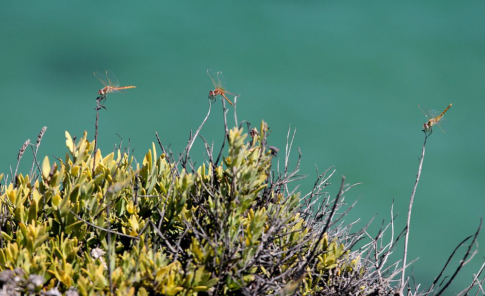 "Die Libellen der Steilküste von Sagres"