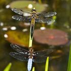 Die Libellen fliegen wieder