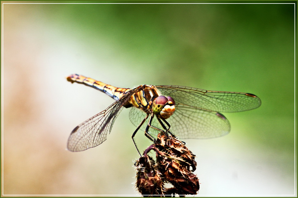 Die Libellen fliegen wieder - nur leider ein Wenig scheu