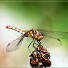 Die Libellen fliegen wieder - nur leider ein Wenig scheu