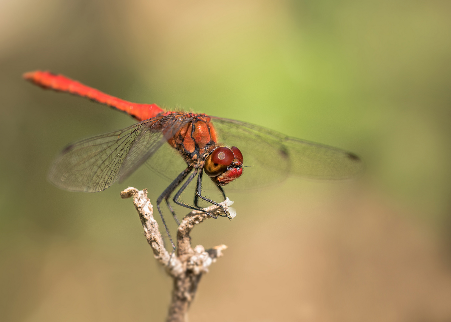 Die Libellen (Odonata)