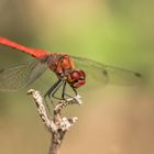 Die Libellen (Odonata)