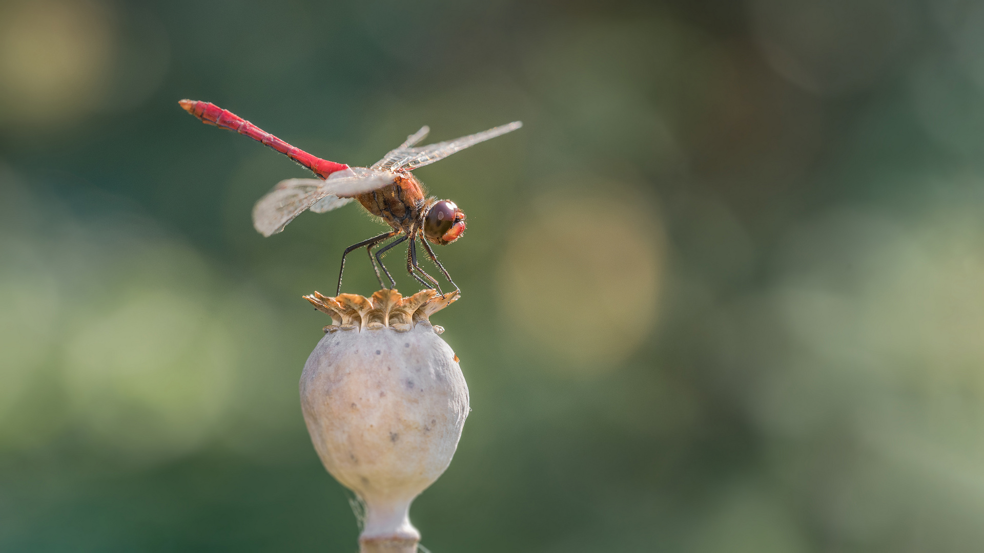 Die Libellen (Odonata)