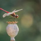 Die Libellen (Odonata)