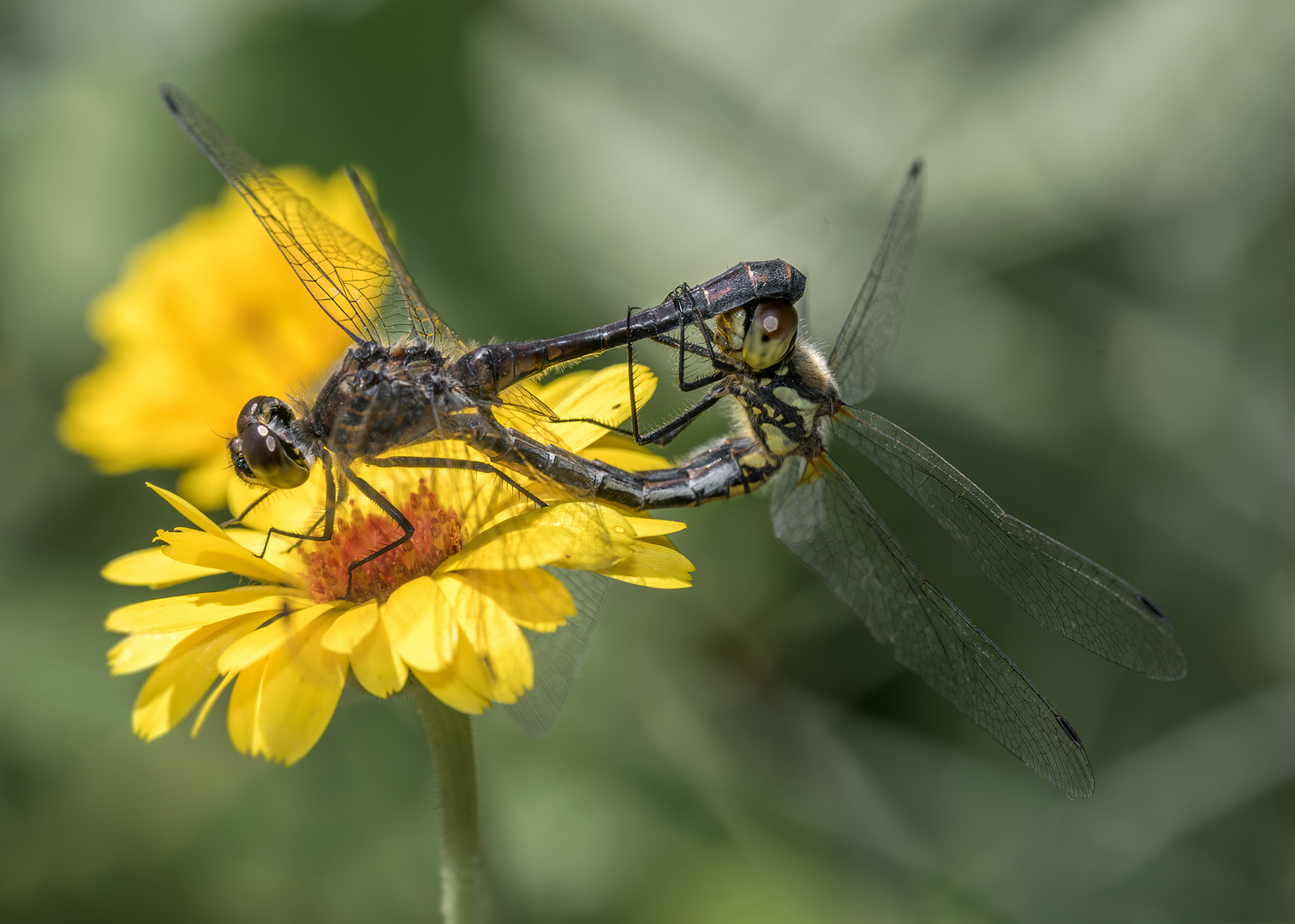 Die Libellen (Odonata)