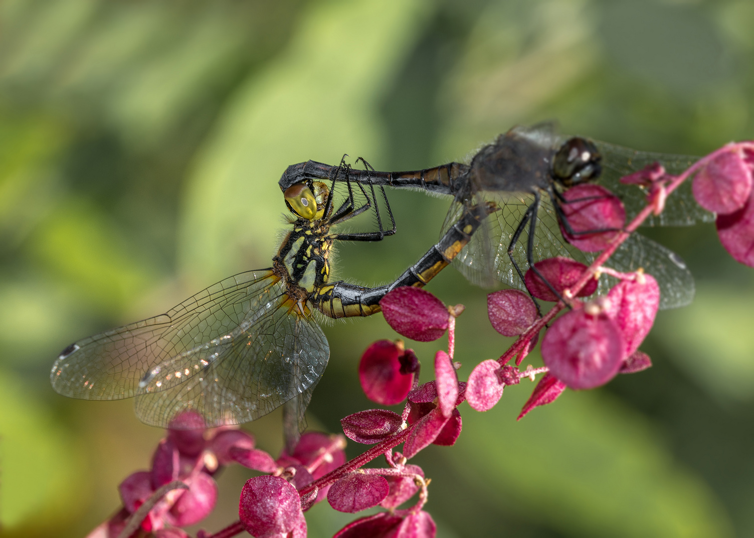 Die Libellen (Odonata)