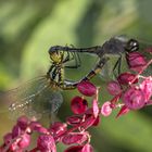 Die Libellen (Odonata)