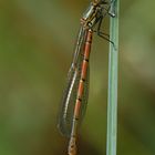 Die Libellensaison ist eröffnet: Eine frühe Adonislibelle