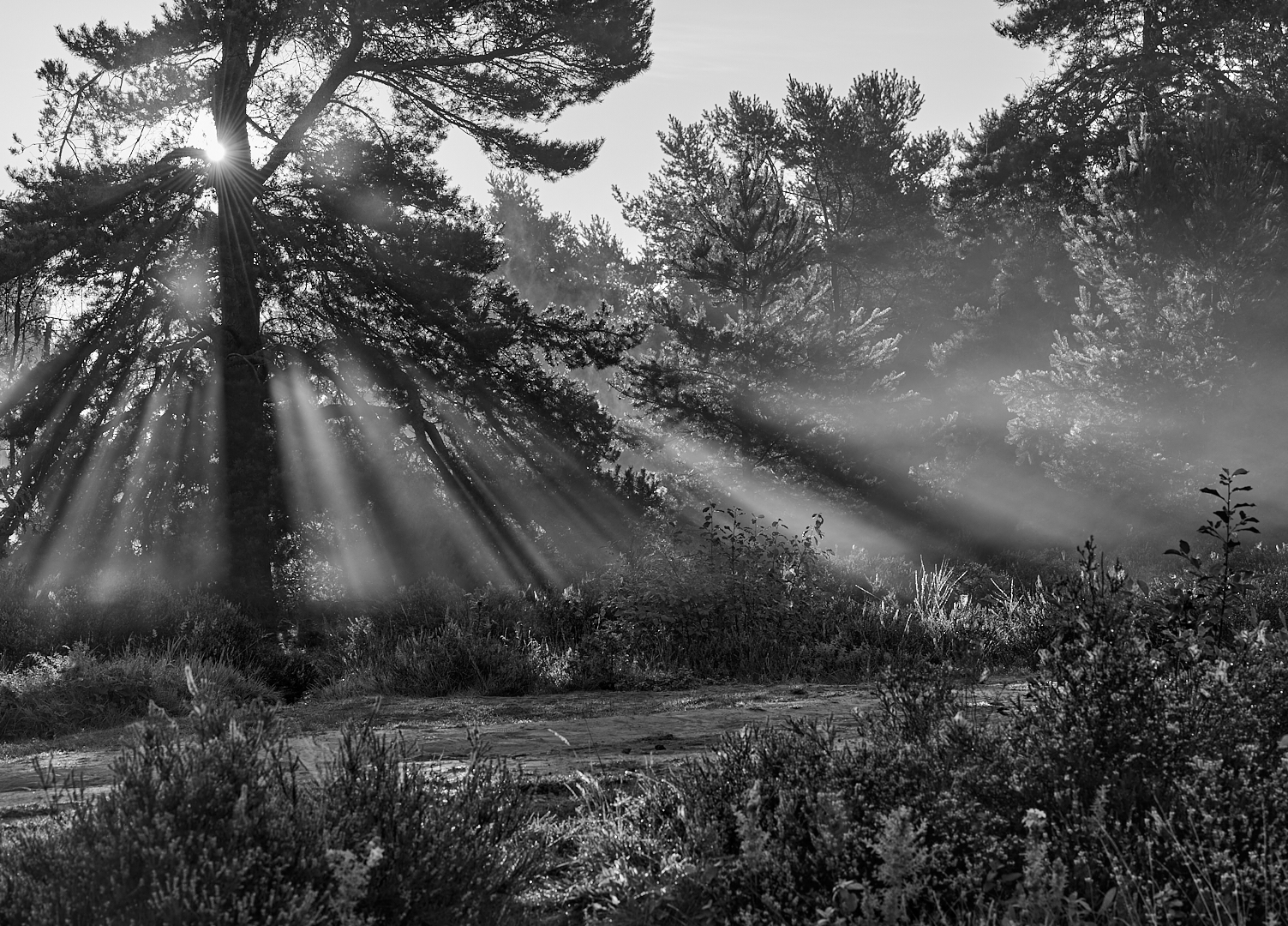 Die Licht-Nebelstimmung auf der Mehlinger Heide macht sich nach meinem Empfinden in SW...