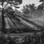Die Licht-Nebelstimmung auf der Mehlinger Heide macht sich nach meinem Empfinden in SW...