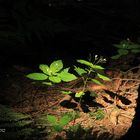 Die Lichtoase im Dichten Wald.