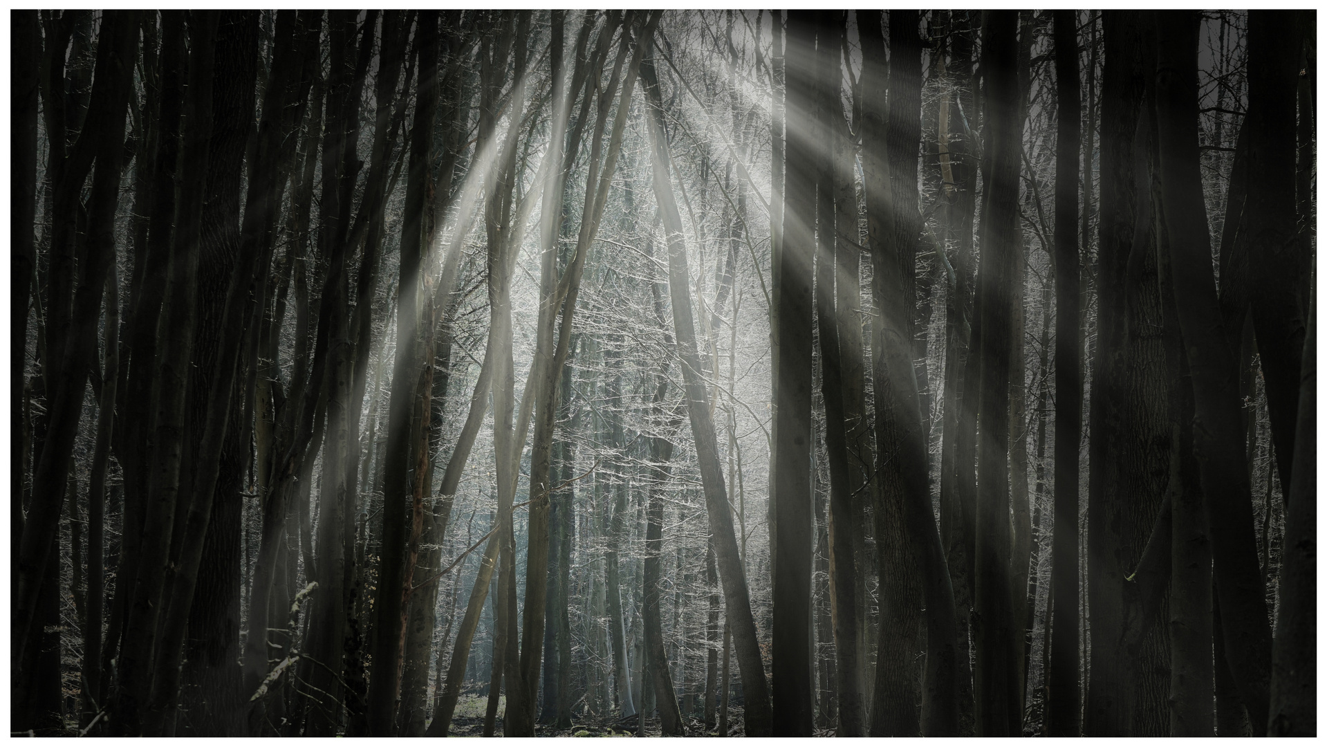 Die Lichtung Foto & Bild pflanzen, pilze & flechten, landschaft