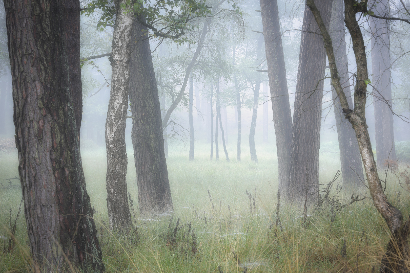 Die Lichtung der Nebel-Birken