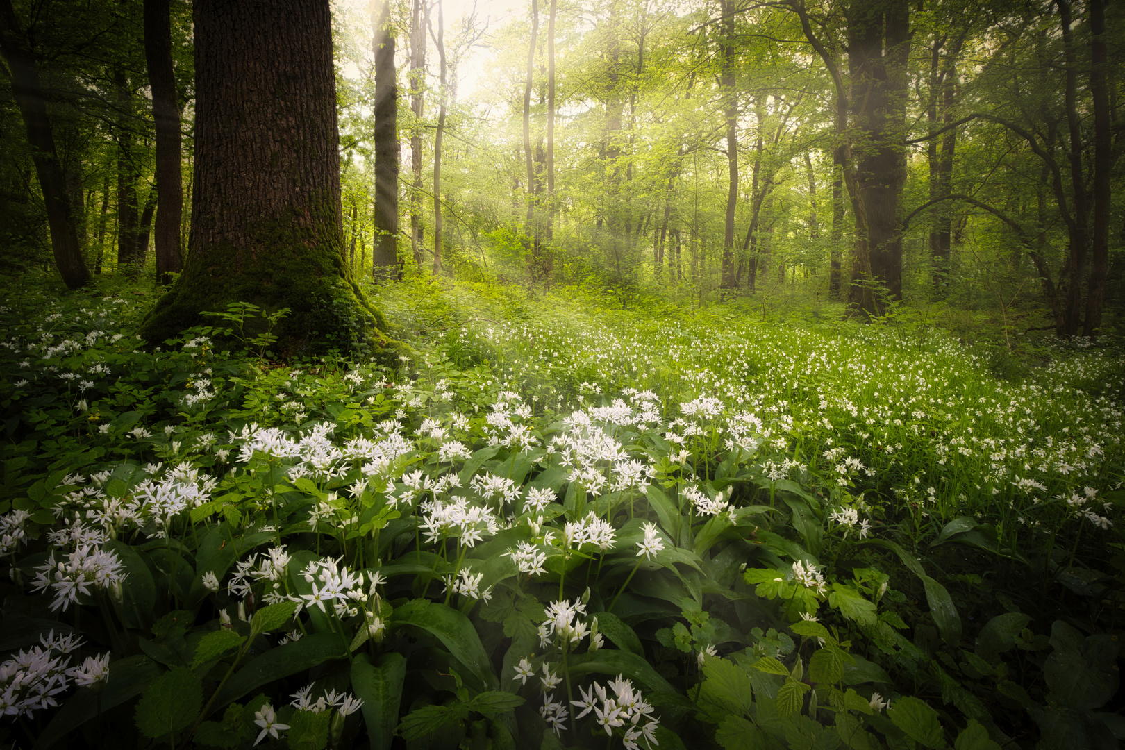 Die Lichtung der weißen Blüten