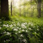 Die Lichtung der weißen Blüten