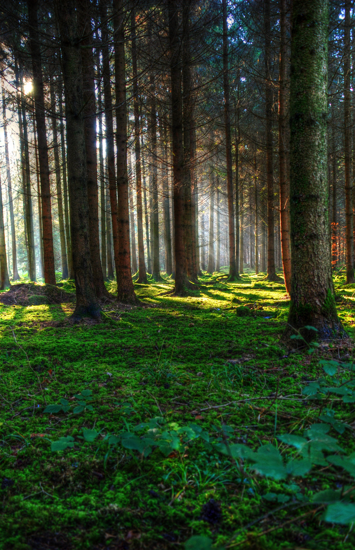 Die Lichtung im Wald