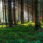 Die Lichtung im Wald