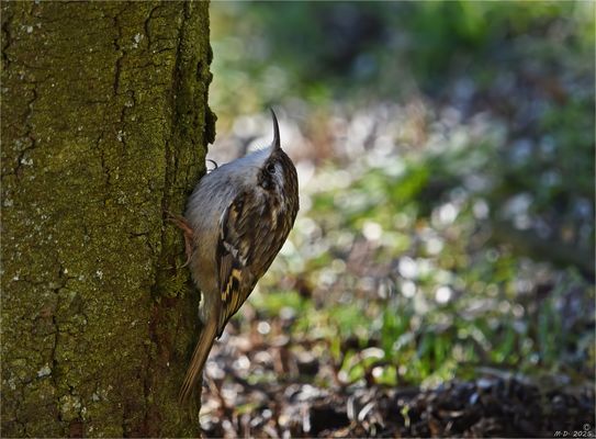Die Lichtverhältnisse waren schwierig ...