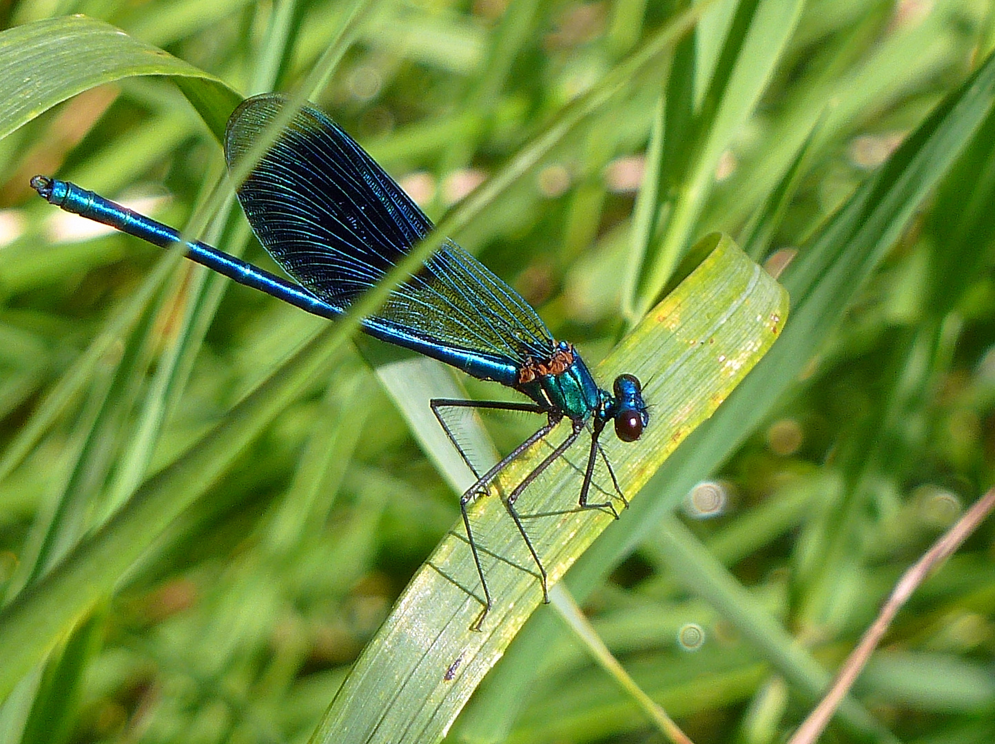 Die liebe Belle war heut´blau !