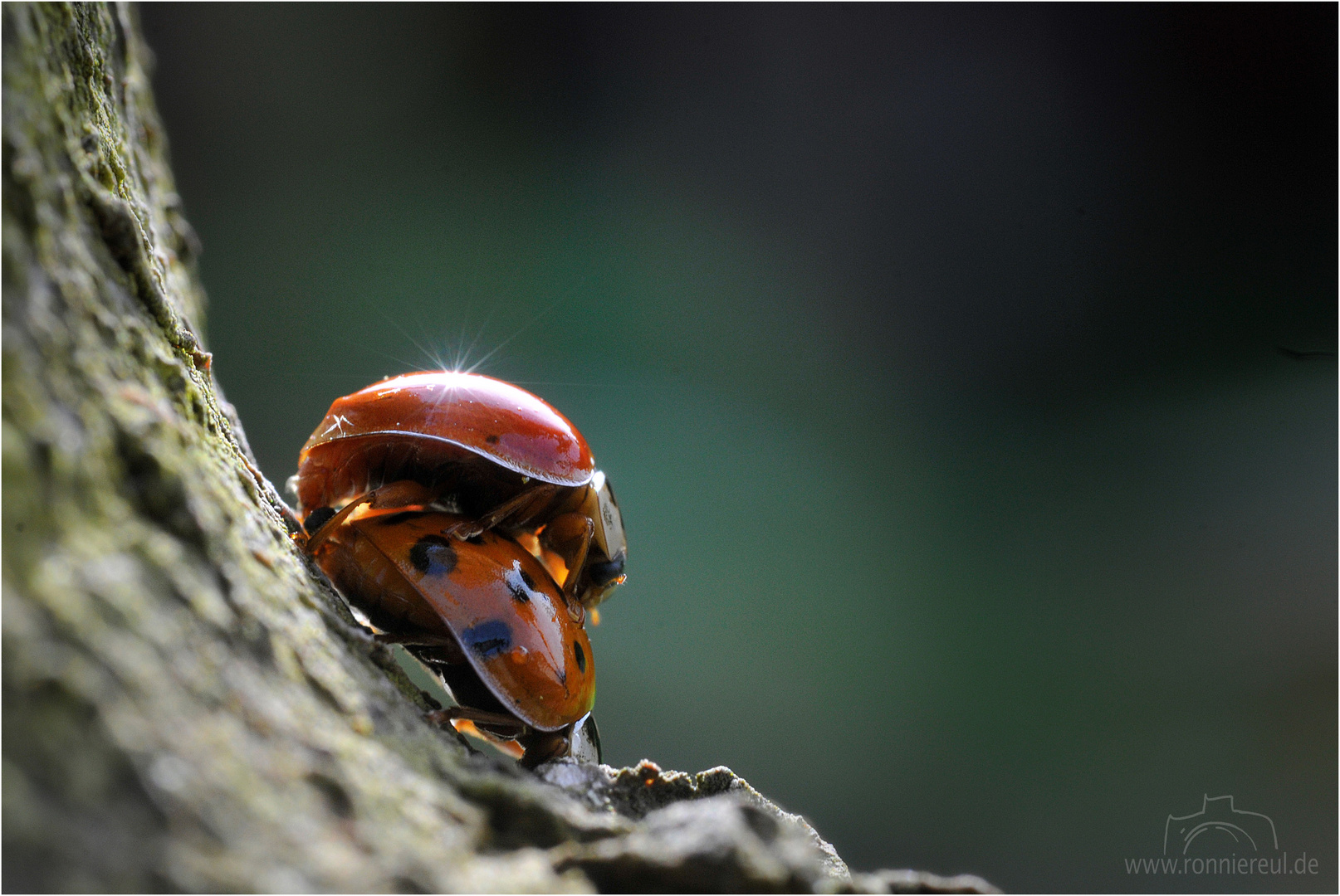 Die Liebe der Marienkäfer