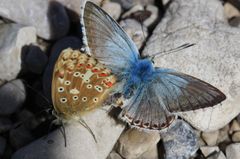 Die Liebe der Schmetterlinge