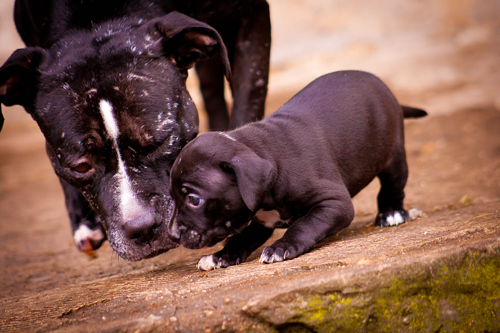 Die Liebe einer Adoptivmutter