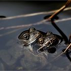 Die Liebe im Teich