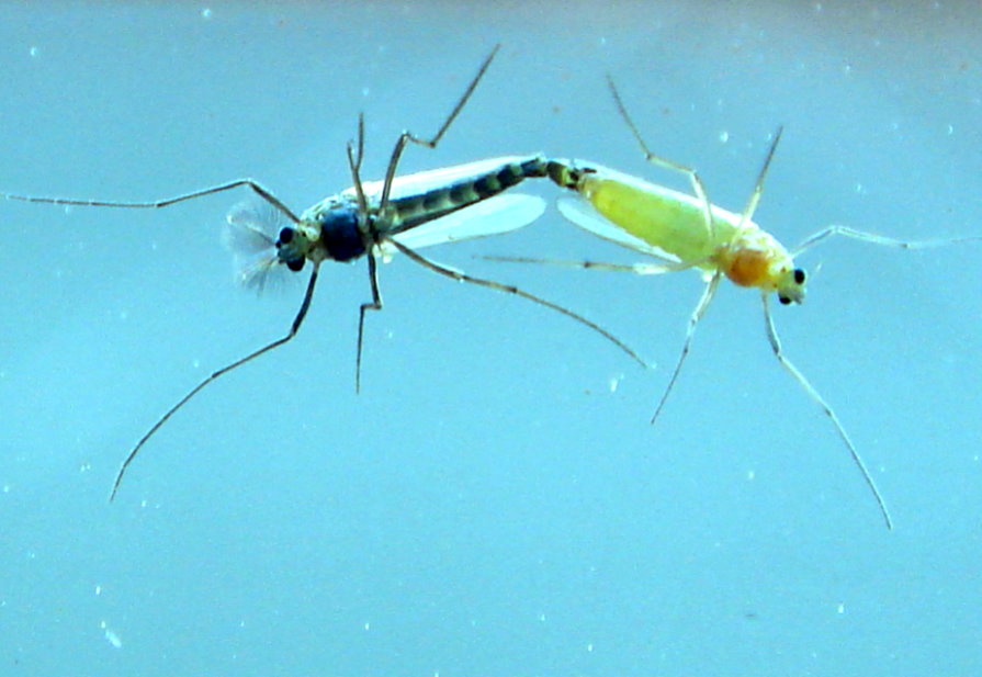 ...die Liebe ist eine Himmelsmacht Fenstermücke (Sylvicola fenestralis)