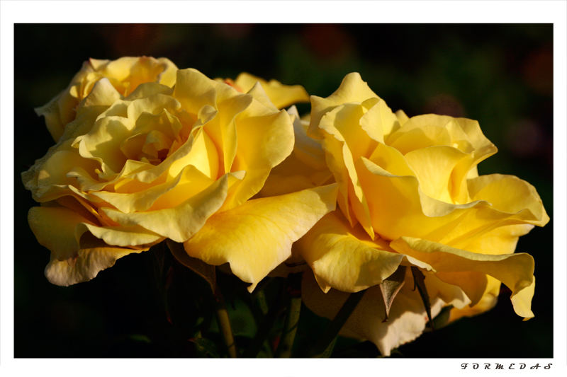 Die Liebe ist eine köstliche Blume....