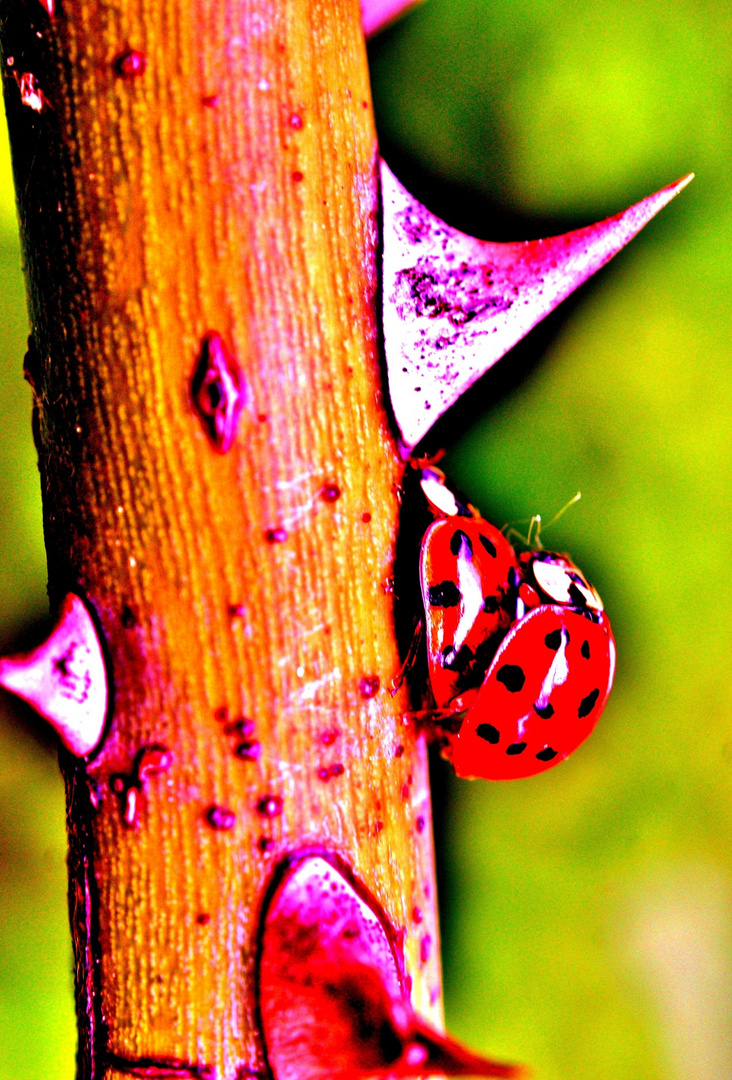 Die Liebe macht selbst die Dornen des Lebens rosarot ...