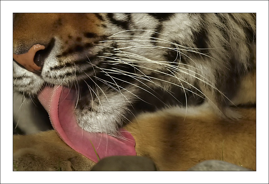 Die liebe sibirische Tigerin 'Leyla' leckt sich erfolgreich und mit großem Eifer die Pfötchen