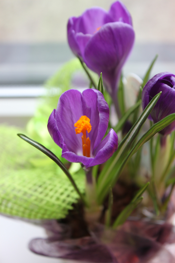 Die Liebe, wenn sie sich in einer einzigen Blüte entfaltet, ist unendlich.